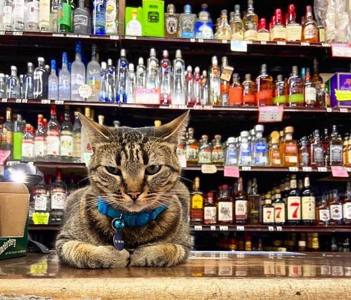 JamesWynnReal's tweet image. .@Waymo (@Tesla competitor). Self driving car, did a hit and run and killed an innocent and beloved cat in San Francisco named KitKat. 
 
The local community is devastated and Waymo haven’t even come out and done a public apology, nothing!
 
@TMZ just reported.
 
@elonmusk…