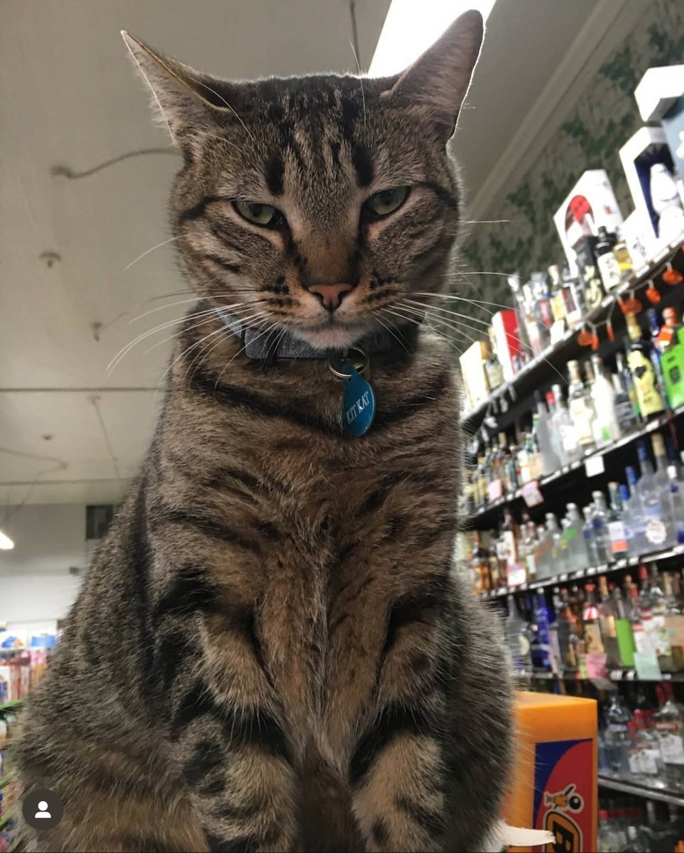 JamesWynnReal's tweet image. .@Waymo (@Tesla competitor). Self driving car, did a hit and run and killed an innocent and beloved cat in San Francisco named KitKat. 
 
The local community is devastated and Waymo haven’t even come out and done a public apology, nothing!
 
@TMZ just reported.
 
@elonmusk…