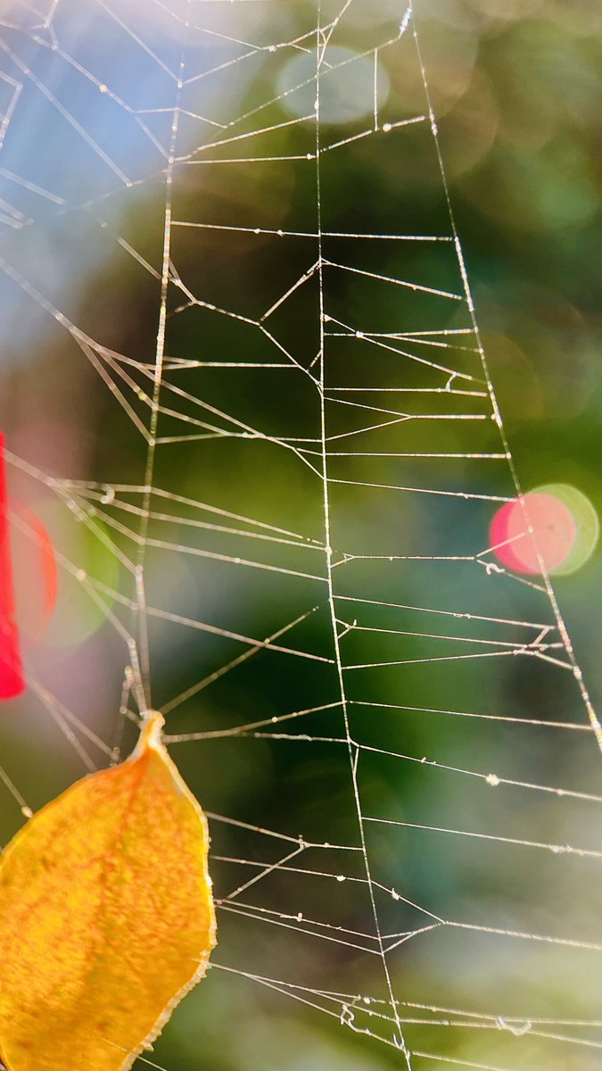 DarrenChen528's tweet image. Caught this while the spider was out—his web is pure magic under the macro lens. Nature really knows how to design!

#MacroPhotography #NatureDesign #SpiderWebArt #AutumnTextures #FoundBeauty #CloseUpMagic #DelicateDetails #QuietMoments #TinyArchitect #LeafInTheWeb