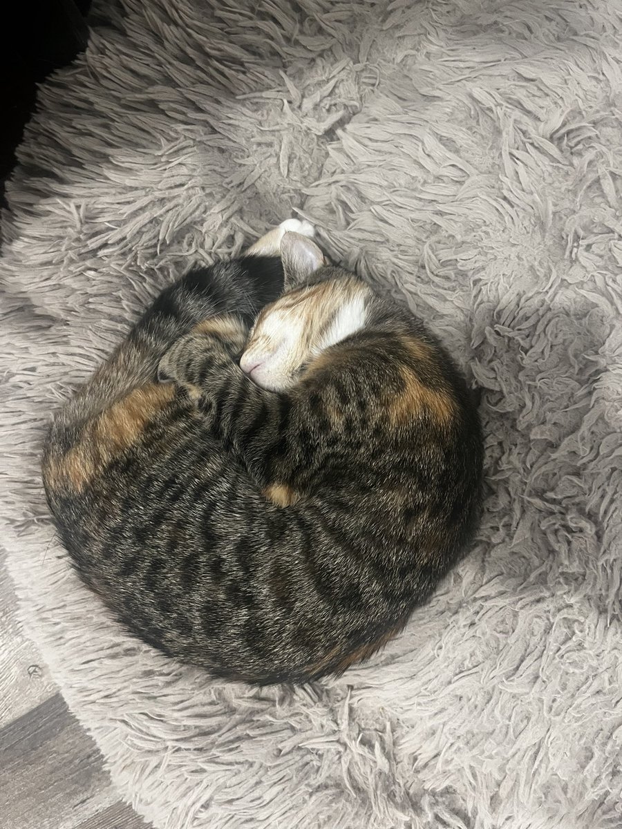 Ms.Eclectic (@ms_eclectic2) on Twitter photo When nobody wants to cuddle so you’re forced to cuddle your own leg When nobody wants to cuddle so you’re forced to cuddle your own leg