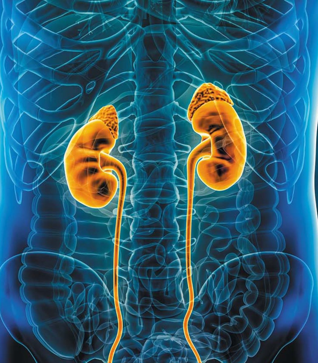 Dexerto's tweet photo. Jesse Eisenberg revealed that he is donating one of his kidneys to a complete stranger

"It's essentially risk-free and so needed ... I think people will realize that it's a no-brainer"

via TODAY https://t.co/Ng3WZUQRbD