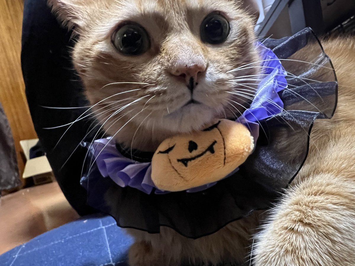 🎃ྀི ʜᴀᴘᴘʏ ʜᴀʟʟᴏᴡᴇᴇɴ🍭*⠜

玄椿さんから今年も衣装いただきました🐈
皆様良きハロウィンを🎃♪