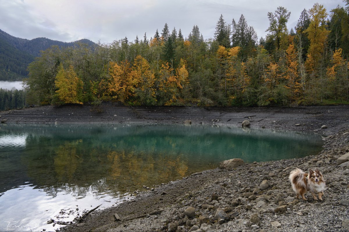 MimiRitZ244's tweet image. The water in some of our lakes can be incredibly mesmerizing—teal with such clarity, paired with this beautiful burst of fall colors! 🍂📸😎

#pnw #sonorthwest #fallcolors #fallvives #Autumn #autumnvibes #autumnleaves