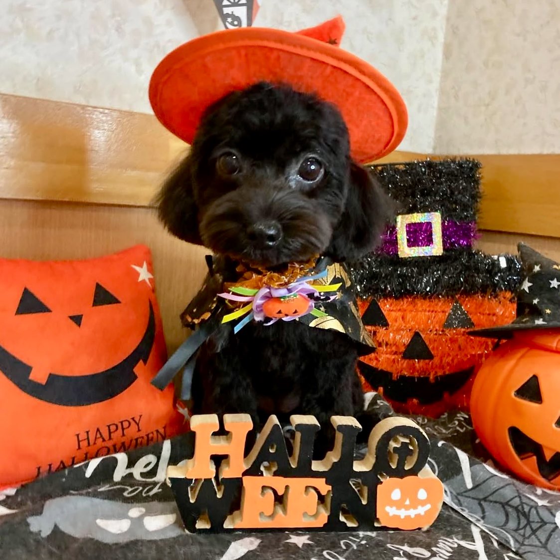 ohagimochiDays's tweet photo. 🎃
🎃†яi￠к or †яiÅ†🎃
🎃

🎃おはろぅいんあんこ🫘

🎃とりみんぐで
🎃とってくれたのん👻✨

---

バタバタで
なかなかXを開けず🙇‍♀️

あんこはおてんば！
私も追加のケガなく生きてます笑

#ハロウィン
#犬のいる生活
#うちのあんこ #チワプー https://t.co/qWOpvg5ekp