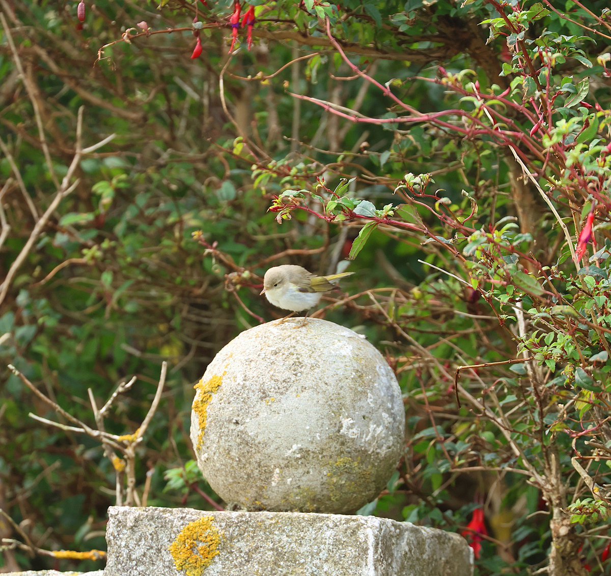 One of the highlights from my Shetland trip this year was Eastern Bonelli's Warbler on Unst 😊