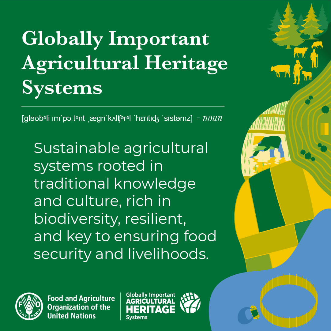 FAO's tweet image. 🌍 29 countries
🌄 Over 100 systems
⌛️ Centuries of knowledge, agrobiodiversity and resilience

Celebrate with us the new designations that have brought the number of @FAO Globally Important #AgriculturalHeritage Systems to 102.

➡️ fao.org/giahs/2025-gia…

#FAO80 #GIAHS