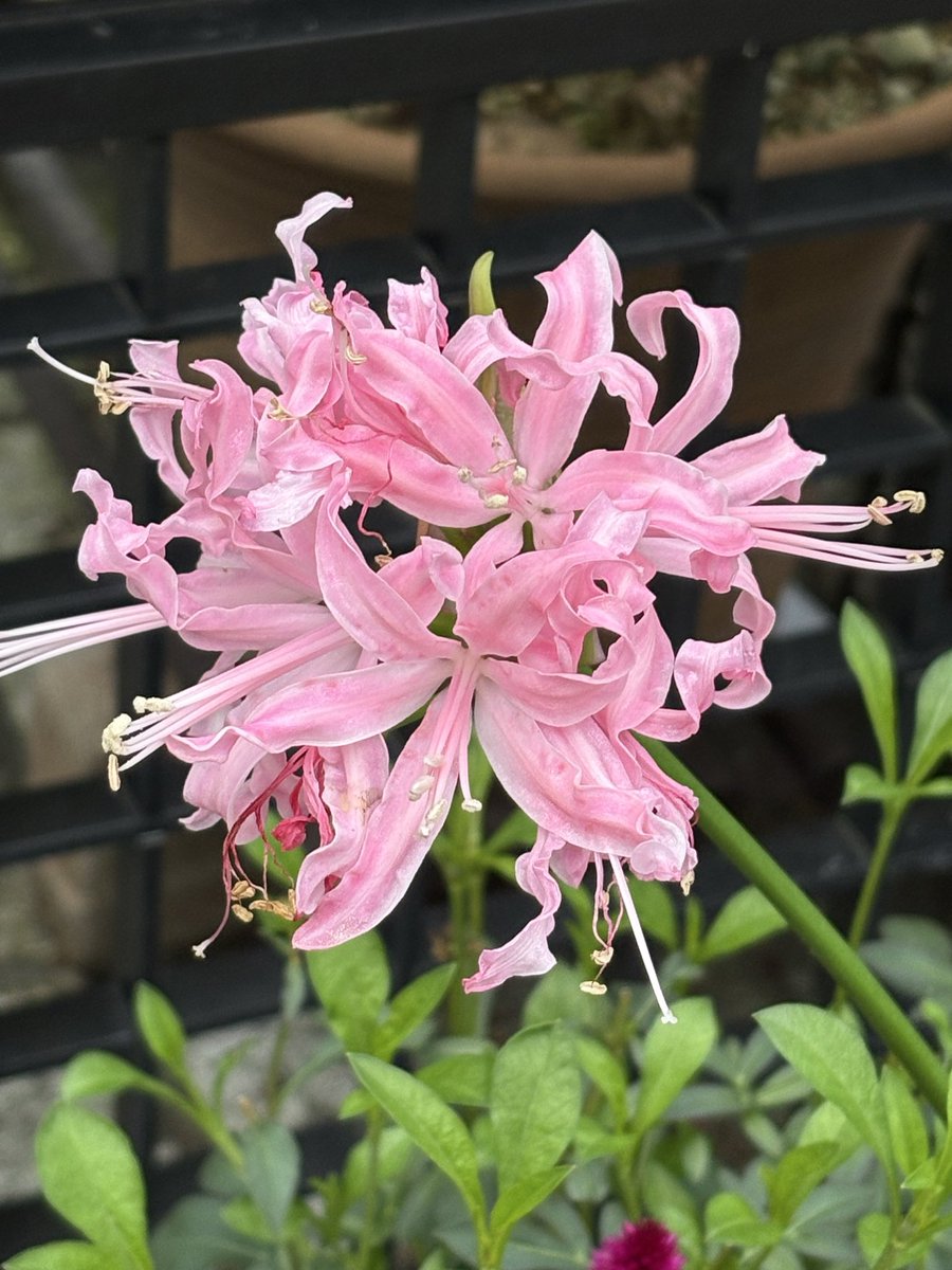 ルビーページ 17PCS Double Square 8 Point Star Bit Set (Magnetic Heads