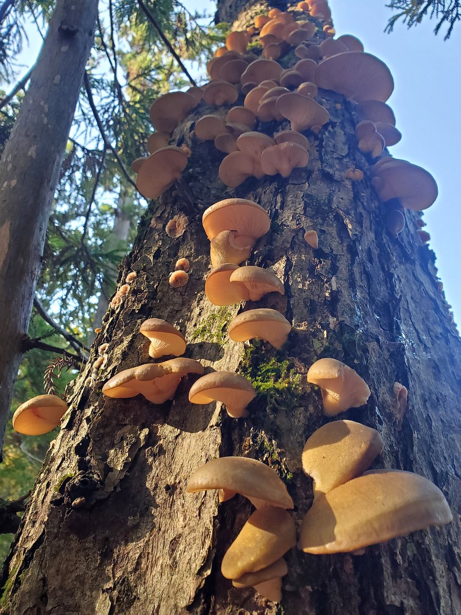 月のくまさん (@tsukikumasan) / Posts / X