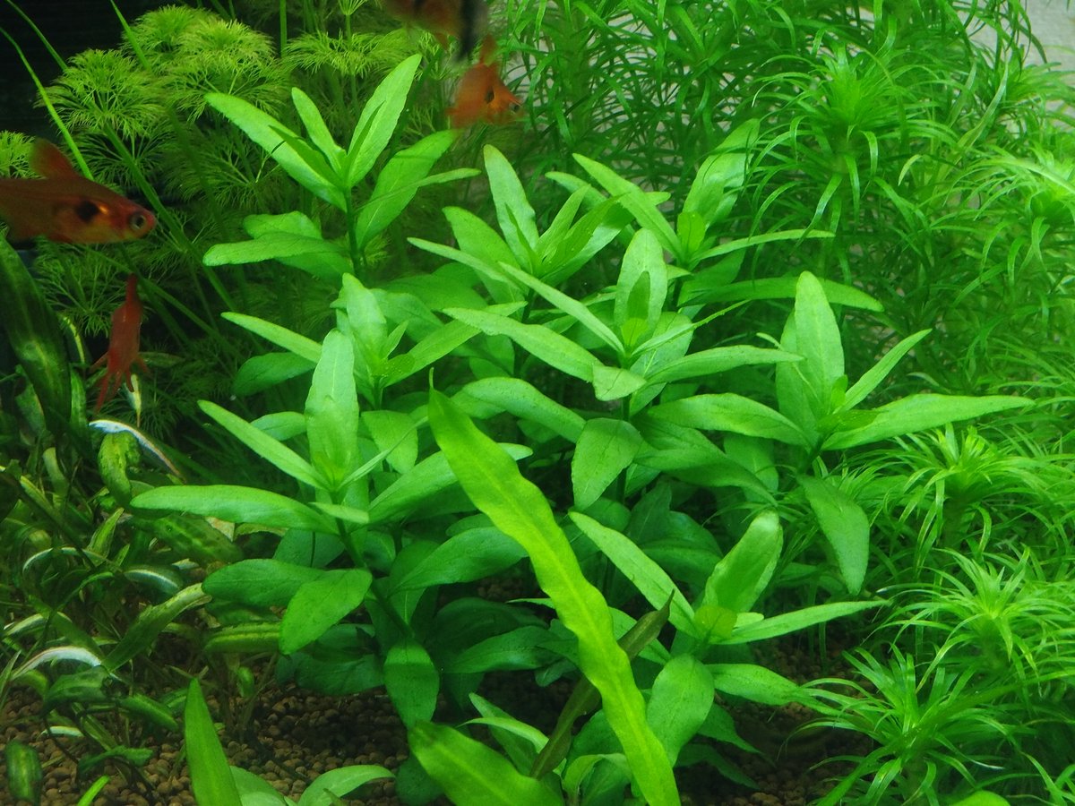 水草茂「はる様オーダー用」 まさ@某ブログ管理人 on X