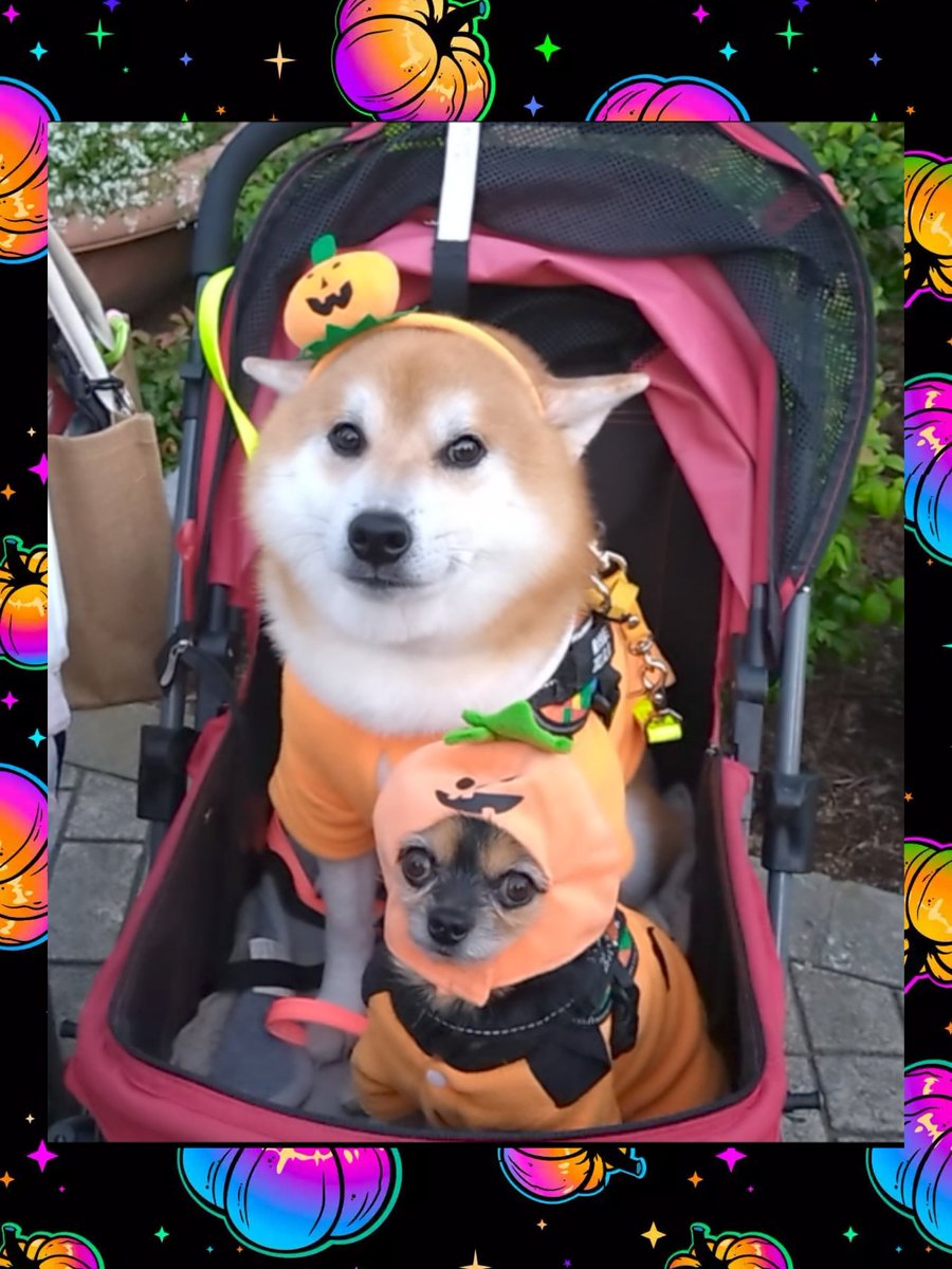 ワンちゃん MAMBO マンボ ドアストッパー 滑り止め ブックエンド 本棚 雑貨