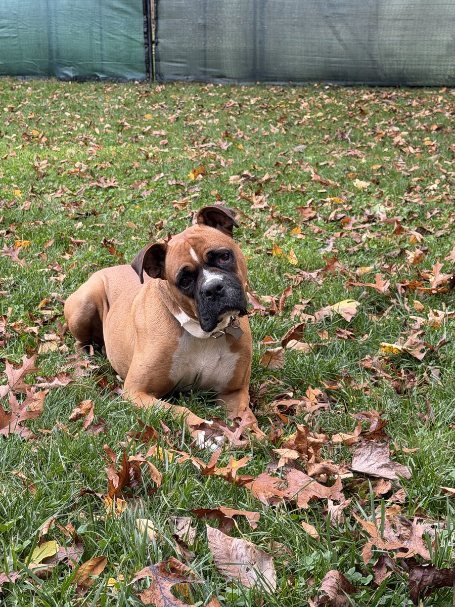 Oskar flew over from Turkey a mth ago. He is in CT. He lived outside his whole life. He’s learning the good life,his foster is moving so we need a new foster or adopter. He’s like a puppy in an adult body. He’s fun,active,athletic.He needs someone to continue her work. #boxerdogs