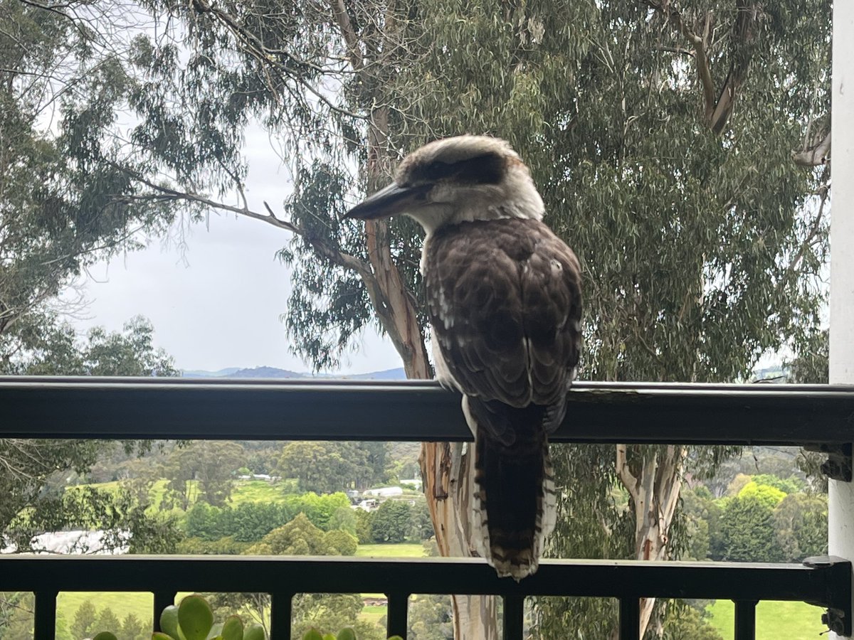 Look who’s back looking to steal another piece of my toast.
