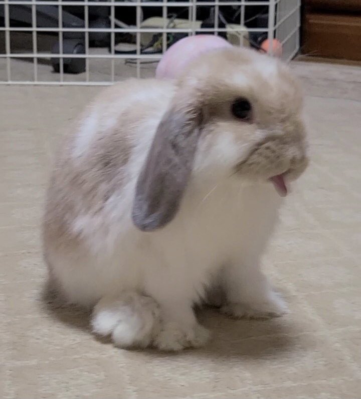 うさぎのミミちゃん🐰 (@mimi20220811) / Posts / X