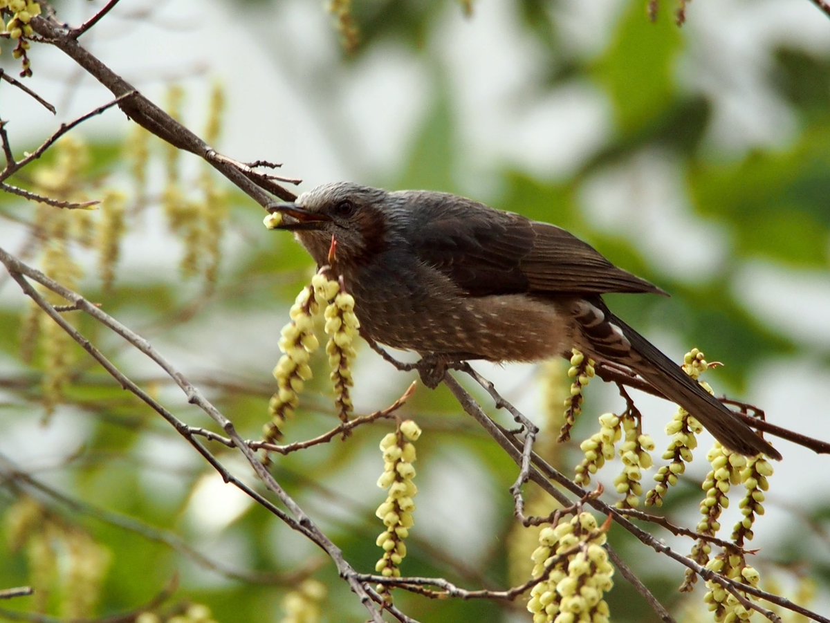 『野鳥の食事事典』のカバーにもなっているヒヨドリのセンダンの実食い。秋というよりは冬ですかね？キンカンの実は年明けぐらいでしょうか。それにしてもヒヨドリは色々なものを食べますね。春には花の蜜、花そのもの、木の芽など。見ていて飽きないですよね。うるさいけど好きな鳥です（ブチョーｗ）