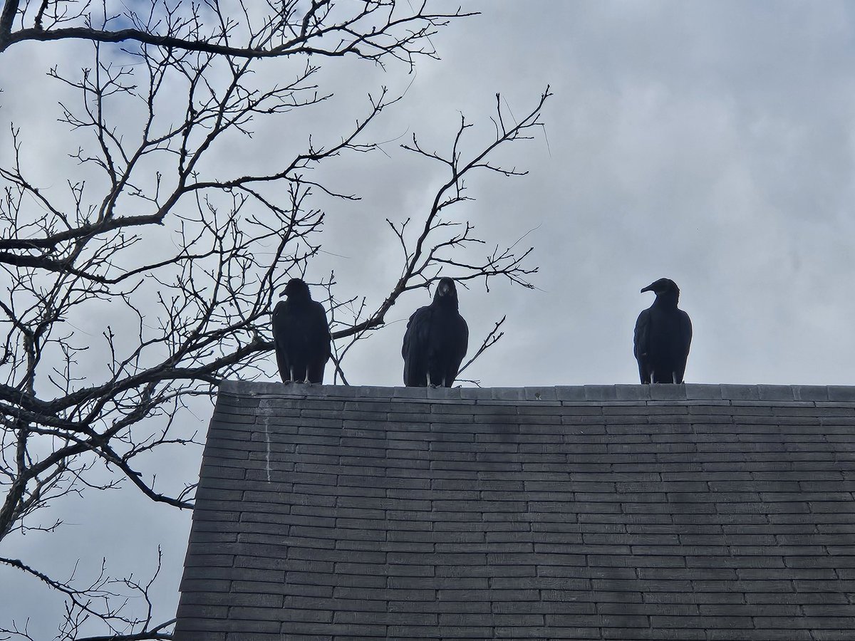 Rstrboy's tweet image. Chuds watching me build a chicken coop