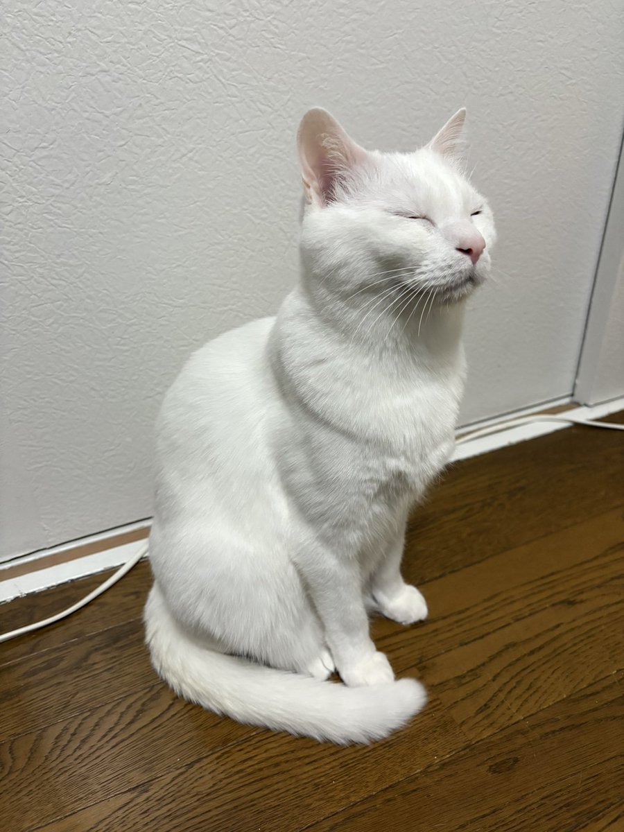 ネコさま (@kuro_nekosama) / Posts / X