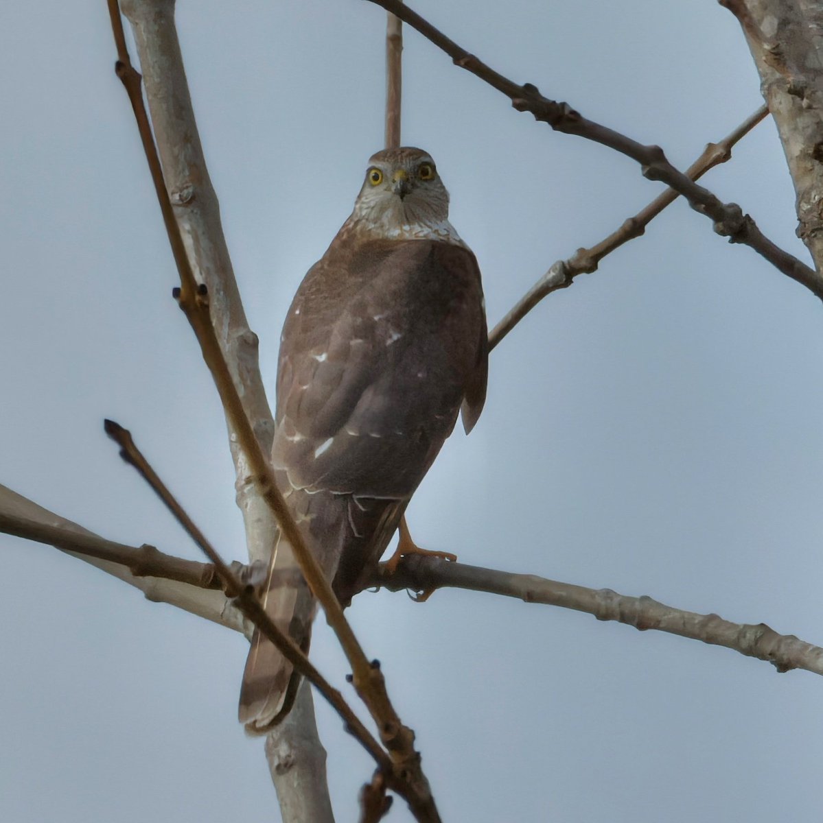 カズ@野鳥好き on X