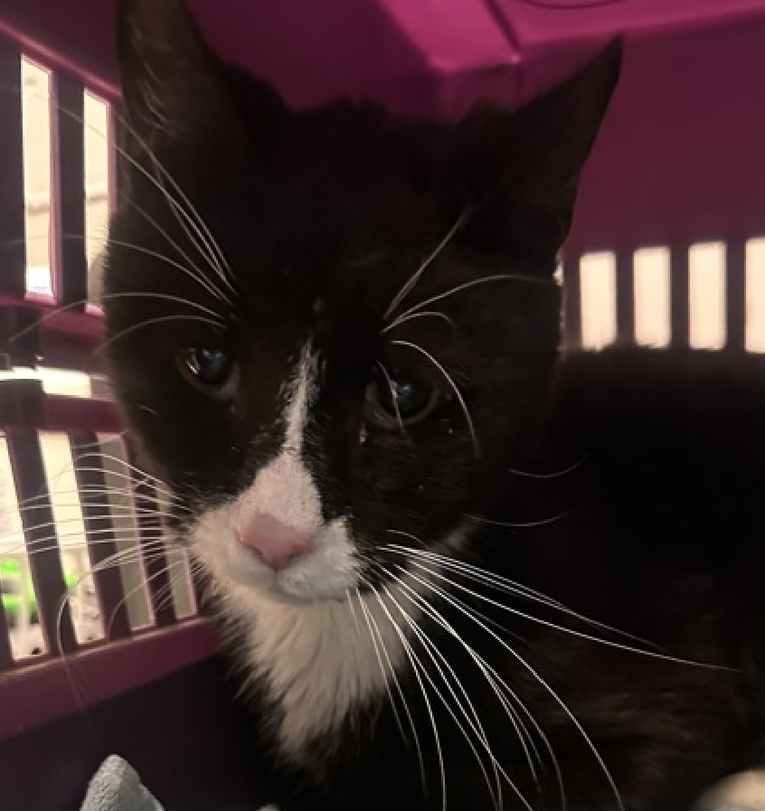 🆘🆘 SAMMY (ID 240369), 13 YO,  MALE–  IN MANHATTAN ACC - came into the shelter as an owner surrender on 10/29/2025, with the surrender reason stated as person circumstance- death of owner.    🆘🆘 😿 😿 😿 😿

➡️TBD 11/1/25

➡️ SENIOR ALERT

➡️ MEDICAL PRIORITY – NEEDS MORE CARE