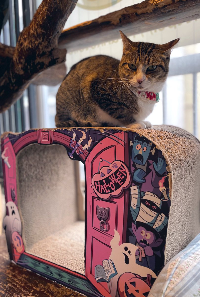 キョウコ🐾 on X