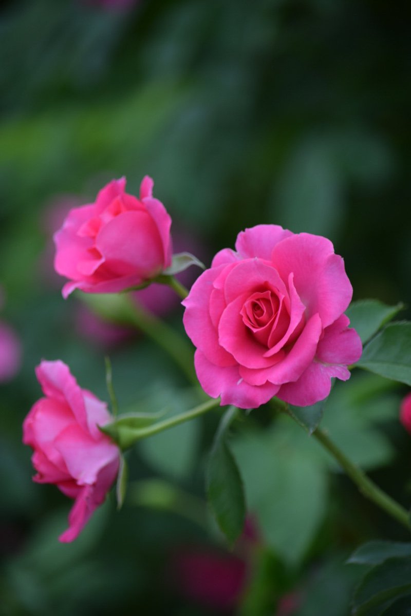 Winnieさま専用（原画）月下のローズガーデン ほか　3点おまとめ baramama on X