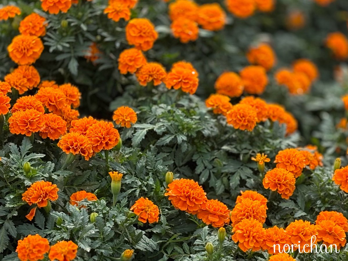 のりちゃん🍀 on X