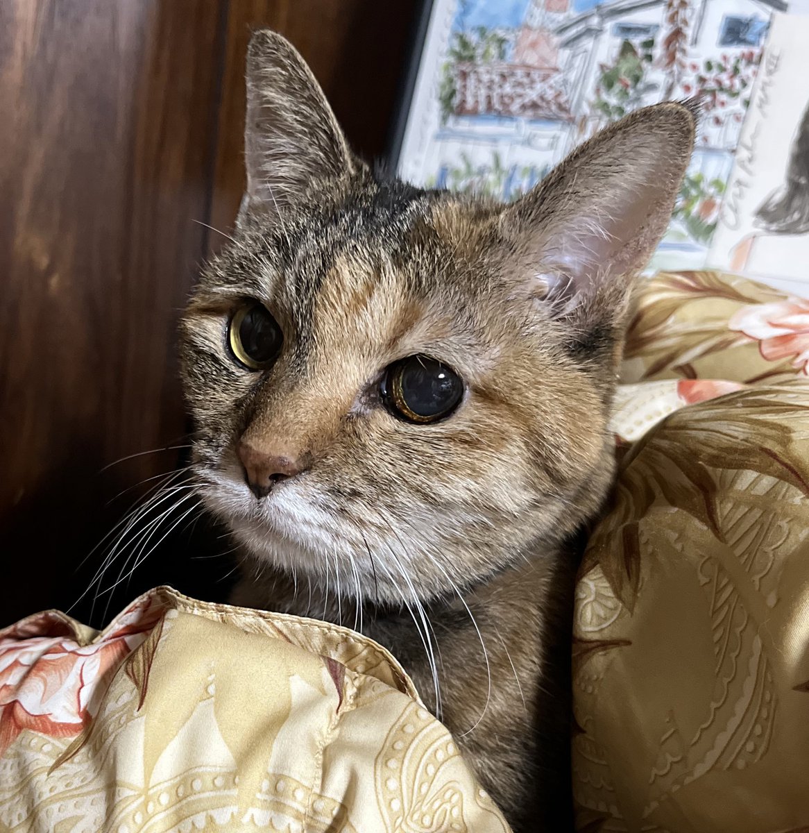 ちびねこ　0504 9b74be226495e58083d9d8138d68df