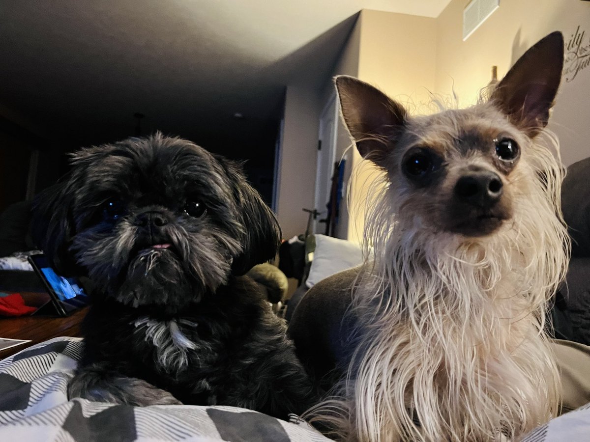 SarahSevans2000's tweet image. Retweet if you love your Puppers💕💕