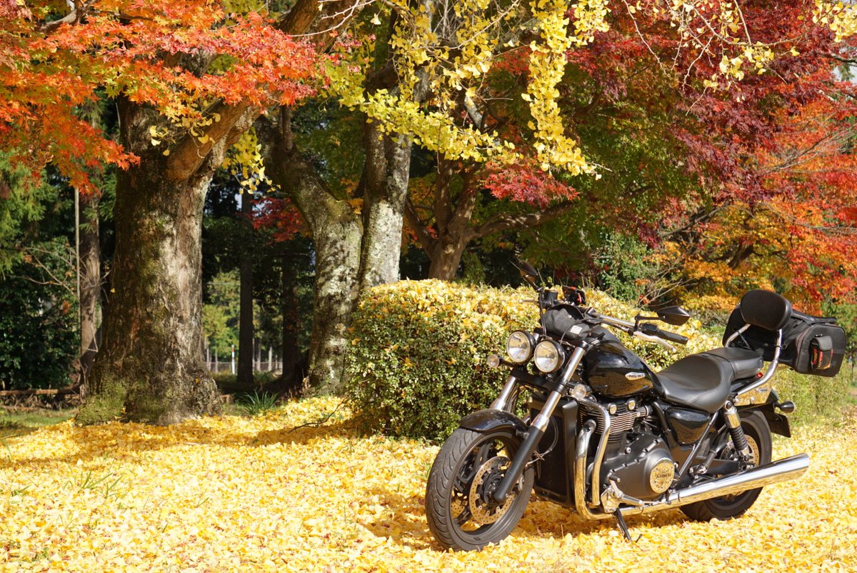 #ヤンマシ写真部
#紅葉マシン