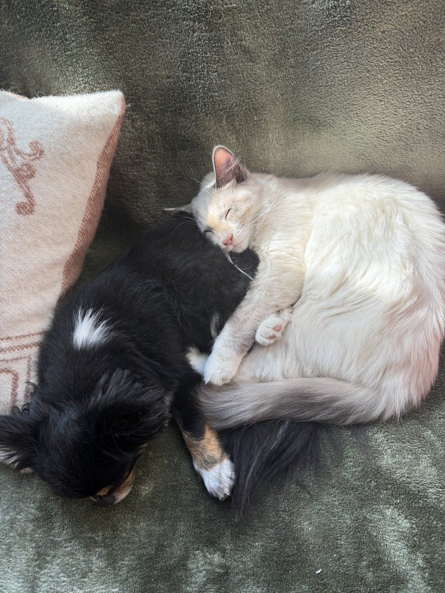 𝕮𝖔𝖘𝖒𝖎𝖈 𝕻𝖆𝖓𝖉𝖆 ♈︎ tweet media