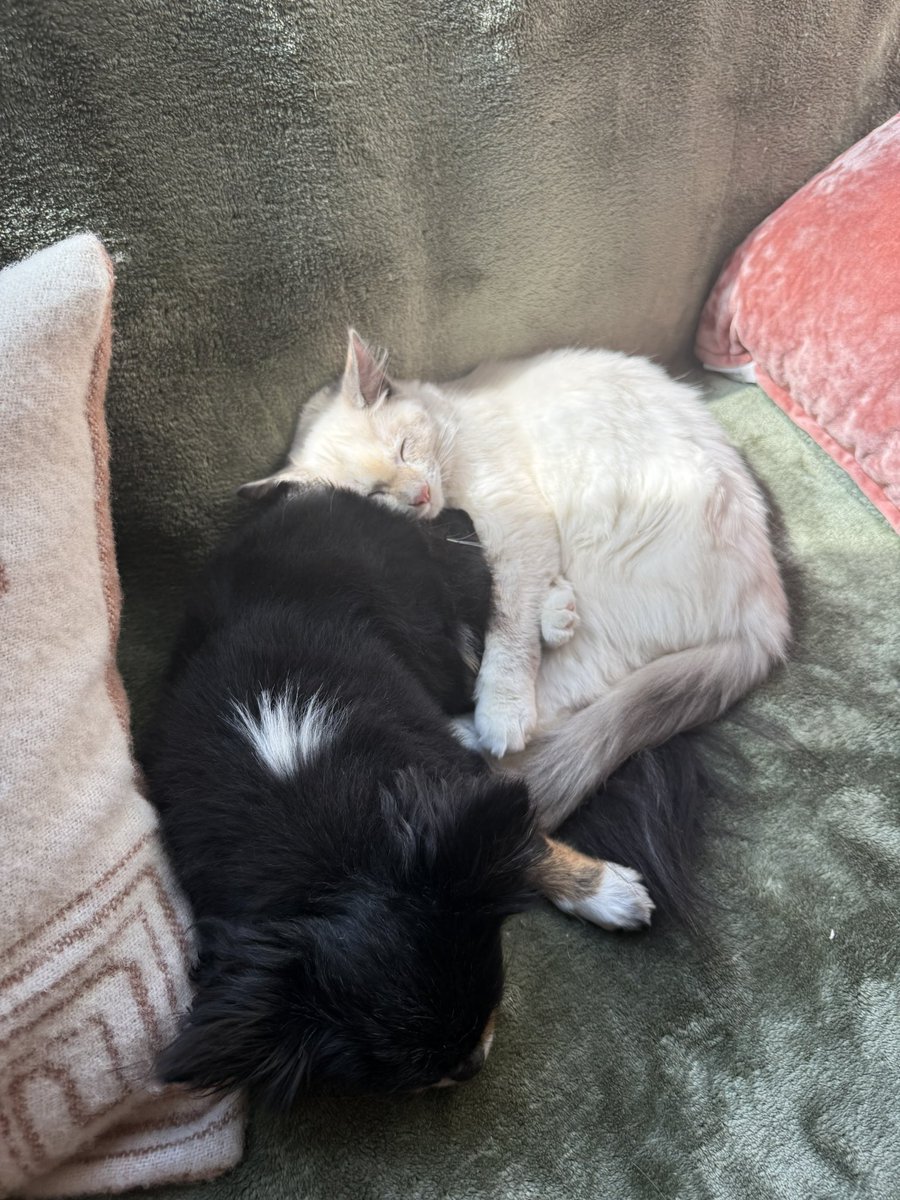 𝕮𝖔𝖘𝖒𝖎𝖈 𝕻𝖆𝖓𝖉𝖆 ♈︎ tweet media