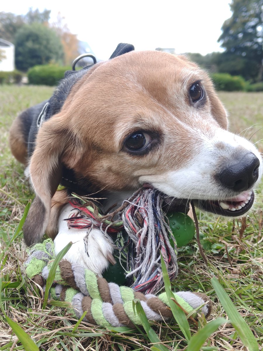 やっぱり外でのロープ噛み噛みは最高だね😆
#beagle
