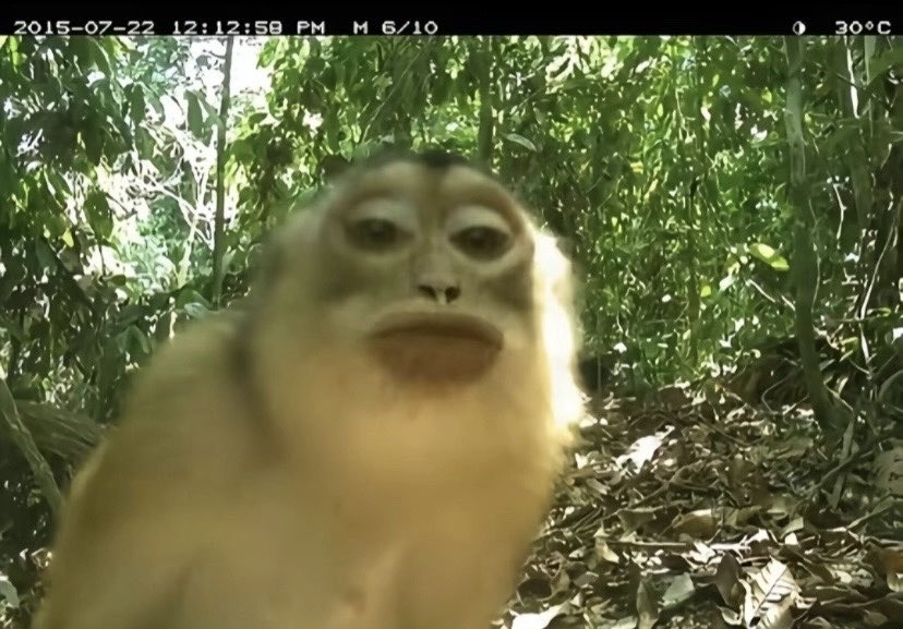 HowlontheZa tweet media