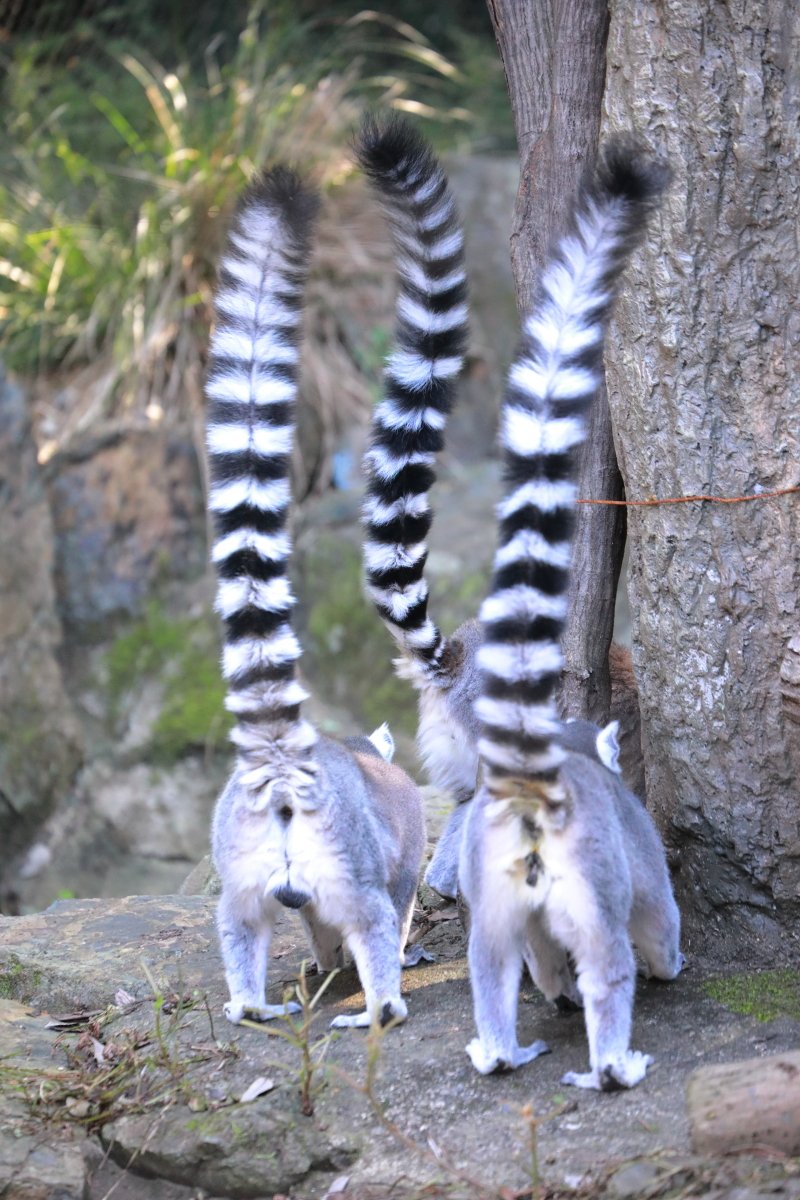 わんこパンタさん専用ページです。 わんこパンタさん専用ページです。 ペタプラス わんくるバンド 小型犬