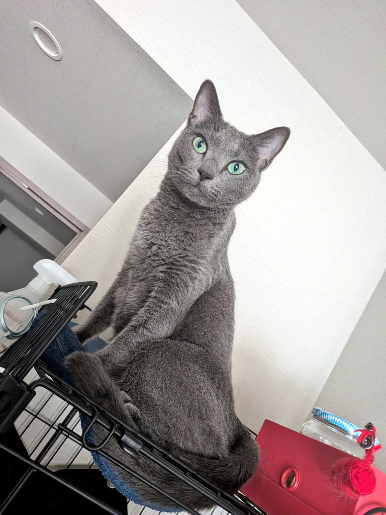 おはようございます

碧さま「ゴロゴロなんてしてられねぇ(。-ω-)💤…(。ﾟωﾟ)ﾊｯ!」

突如スイッチが入る朝。
寝起きからフルスロットルになる瞬間ありますよね😂
#猫のいる暮らし #猫あるある