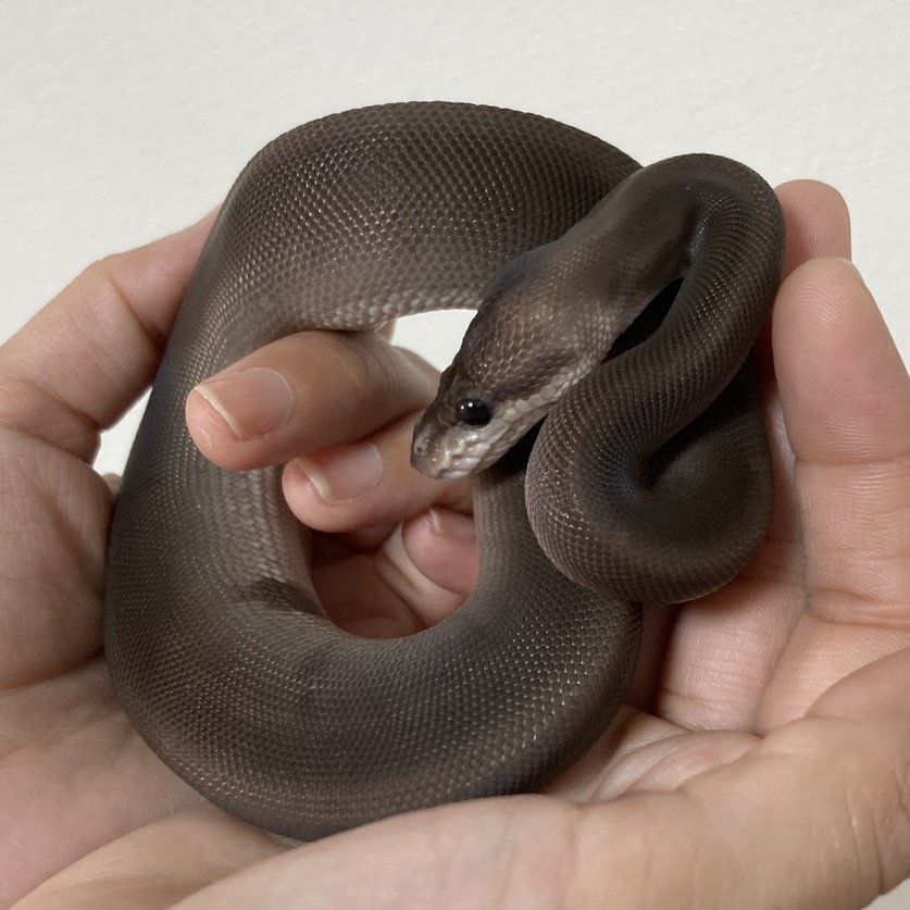 黒ではなく茶でもなく
伽羅色とでも言いますか……
煤竹、黒鳶、憲法、涅……
何色なんだい？