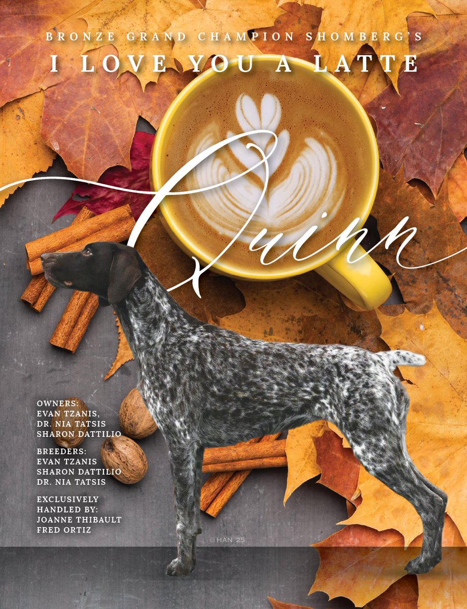 Showsight's tweet image. BRONZE GRAND CHAMPION SHOMBERG’S I LOVE YOU A LATTE

Say Hi to Quinn☕

#germanshorthairedpointer #purebred #dogshow #dogshow2025 #bestinshow #bestinshowsight #showsightmag