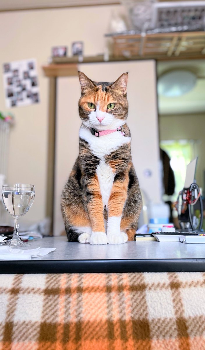 きなこ」と「もち」の日記 (@819kinako138527) / Posts / X