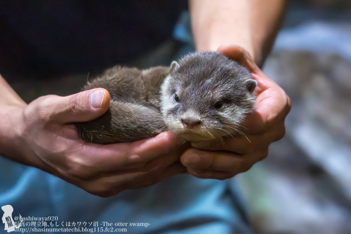 カシワヤ (@kashiwaya920) / Posts / X