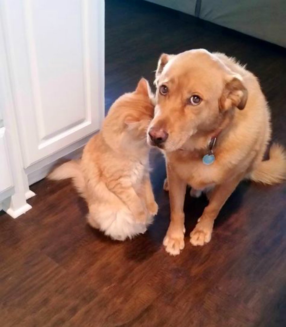 MicaDeJota's tweet image. Todavía no encontré lo q rompieron
Pero ya lo encontraré