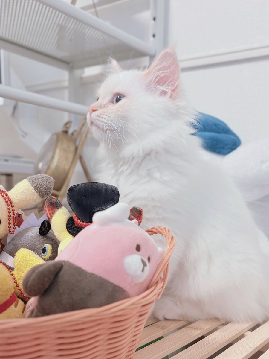 inuttm_disk's tweet image. 🐀🧸🐈