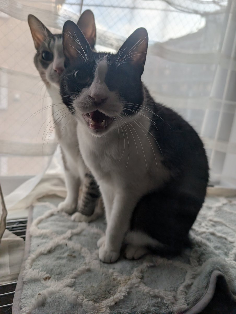 chiron、🍣🐰(ちろん 辺留茶老師 わるいおじさん) on X