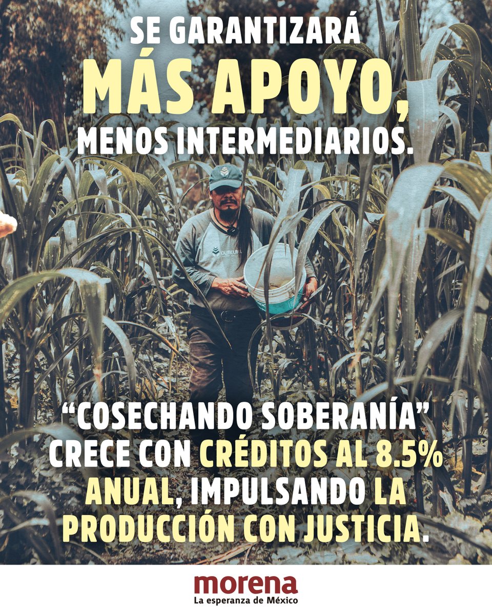 Que coman los que nos dan de comer y que reciban un pago justo por su trabajo.

Gracias a la Cuarta Transformación el maíz vuelve a ser sinónimo de soberanía nacional.

Con el Sistema Mexicano del Maíz habrá precios de referencia, reglas claras y transparencia.