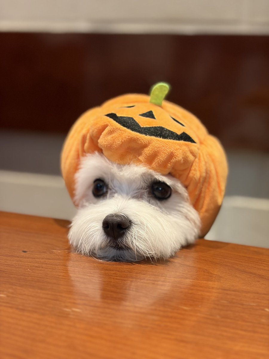 ui0426's tweet photo. Helloween🎃 https://t.co/lbBfYOhyJ8