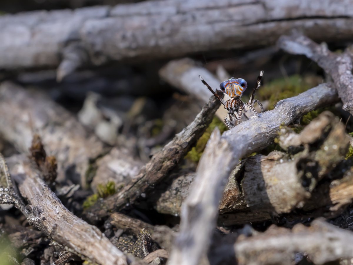 awconservancy's tweet image. We’re jumping for joy — an extremely under-documented jumping spider has just been uncovered at Dakalanta, marking the species’ first ever scientific record in South Australia. 
Now the Maratus australis — roughly translating to “southern lover” — is truly living up to its name.