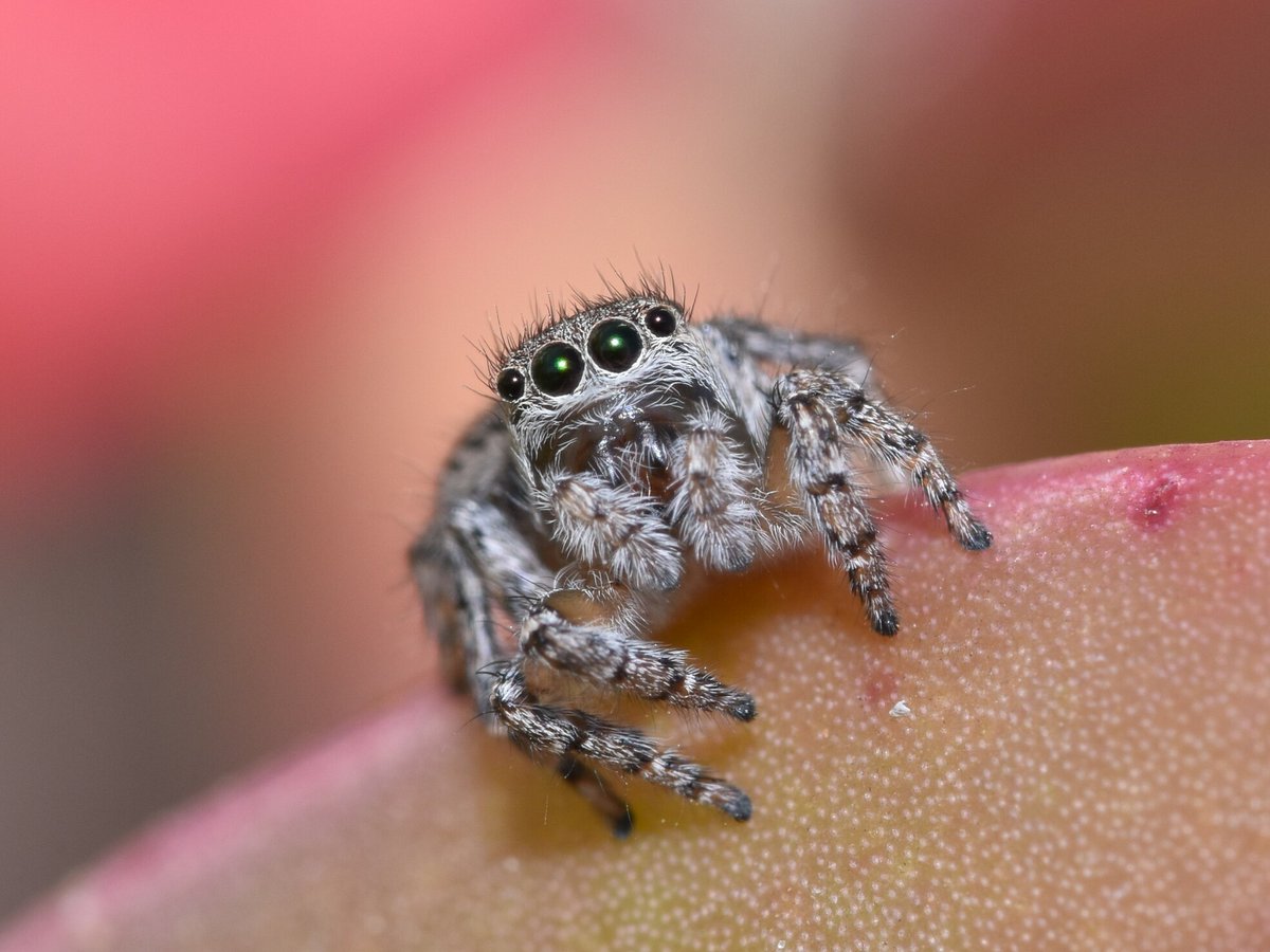 awconservancy's tweet image. We’re jumping for joy — an extremely under-documented jumping spider has just been uncovered at Dakalanta, marking the species’ first ever scientific record in South Australia. 
Now the Maratus australis — roughly translating to “southern lover” — is truly living up to its name.