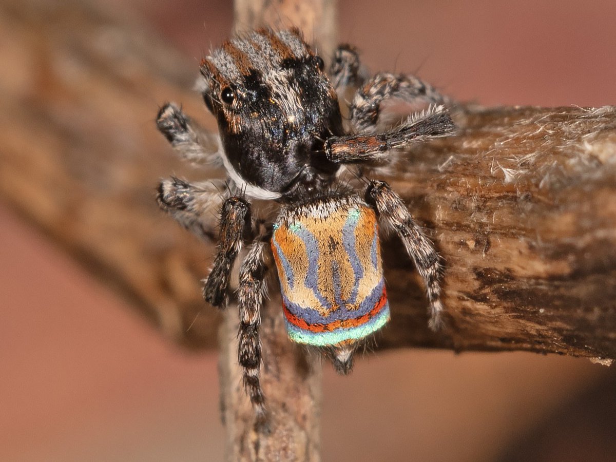 awconservancy's tweet image. We’re jumping for joy — an extremely under-documented jumping spider has just been uncovered at Dakalanta, marking the species’ first ever scientific record in South Australia. 
Now the Maratus australis — roughly translating to “southern lover” — is truly living up to its name.