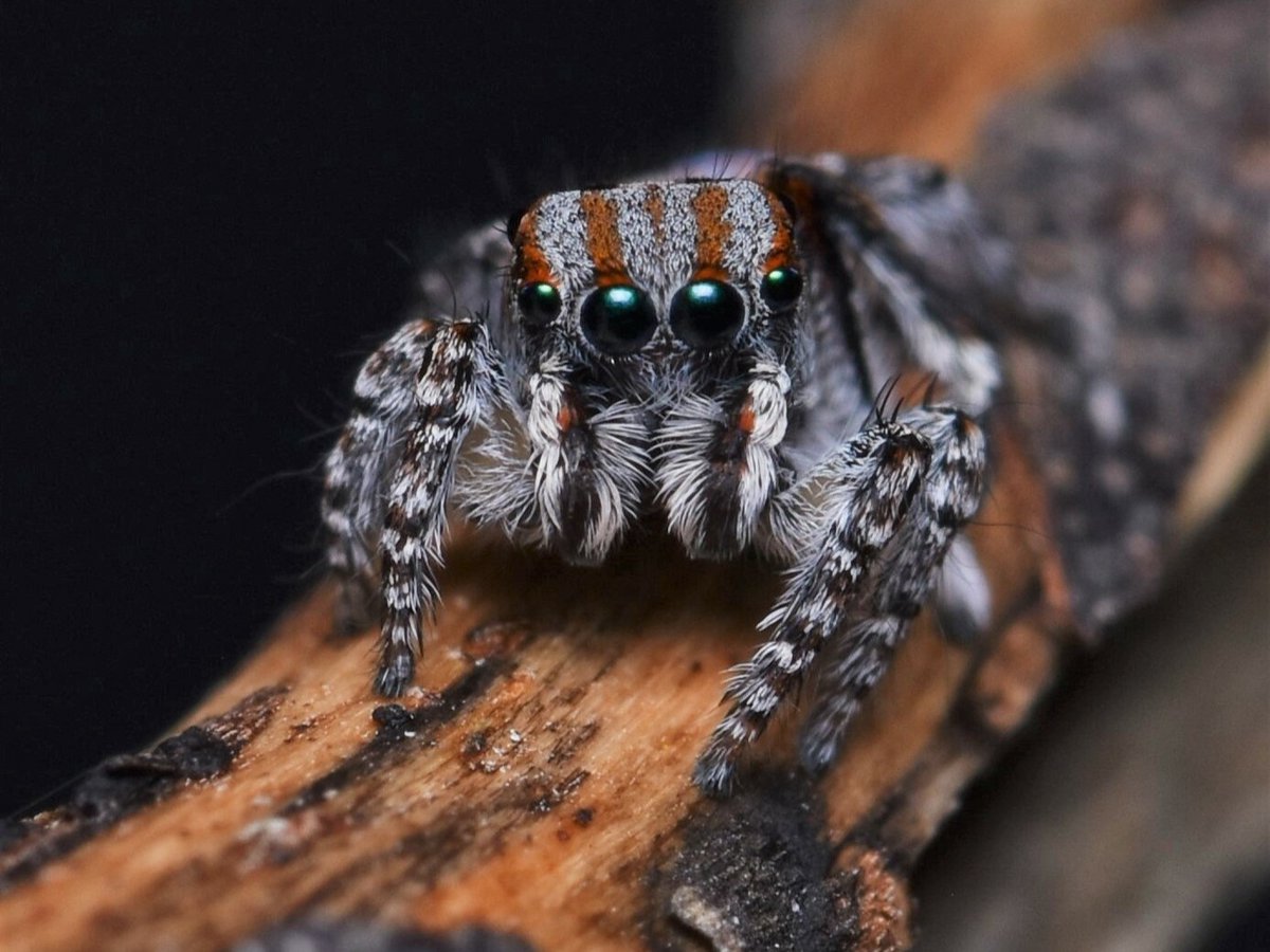 awconservancy's tweet image. We’re jumping for joy — an extremely under-documented jumping spider has just been uncovered at Dakalanta, marking the species’ first ever scientific record in South Australia. 
Now the Maratus australis — roughly translating to “southern lover” — is truly living up to its name.