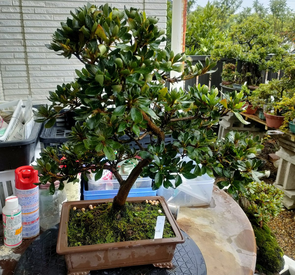 盆栽 #さつき #煌陽 こうよう 花は大輪で白花なくなっちゃっていますが 盆栽 #さつき #煌陽 こうよう 花は大輪で白花なくなっちゃっていますが