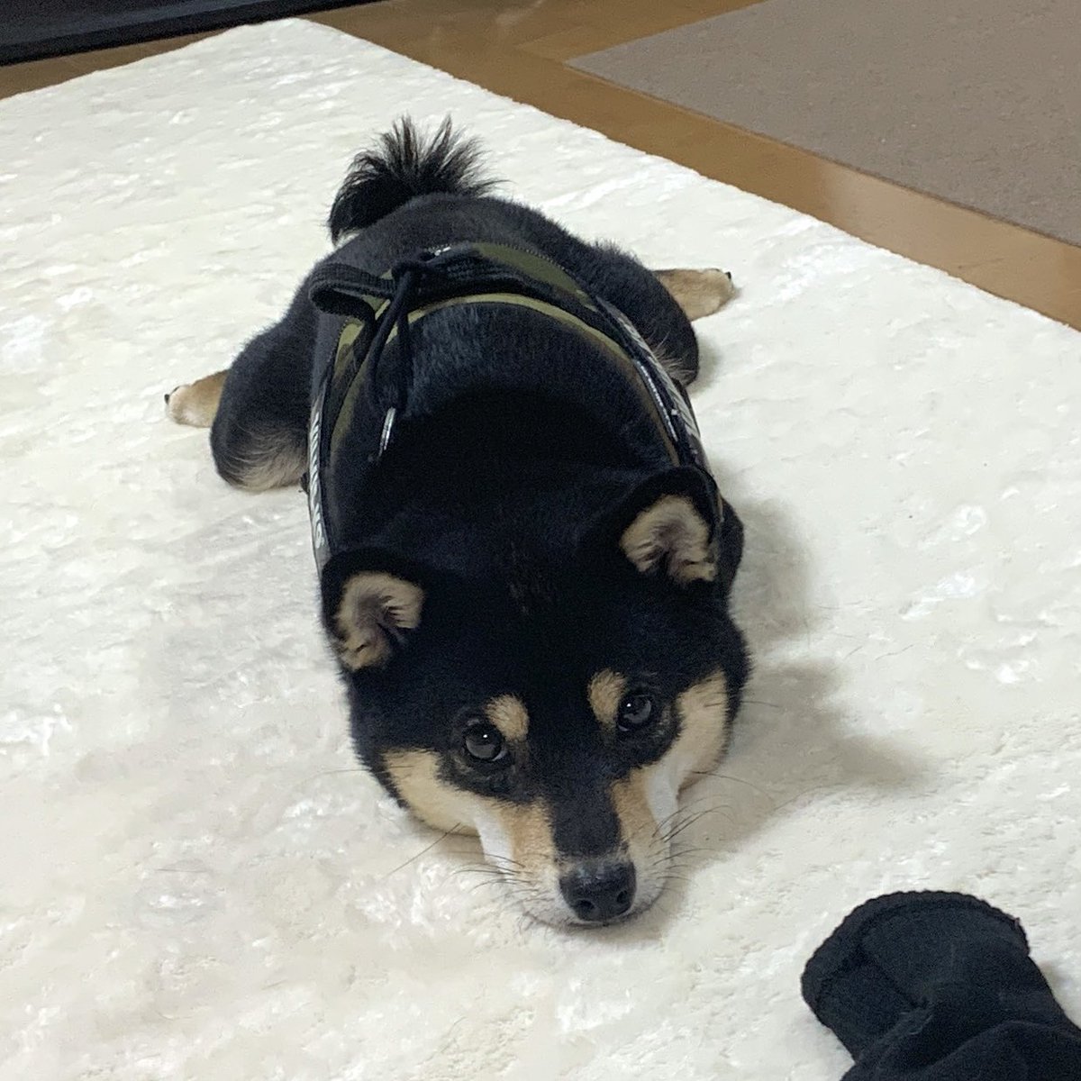 黒豆柴 黒豆柴のサスケ on X