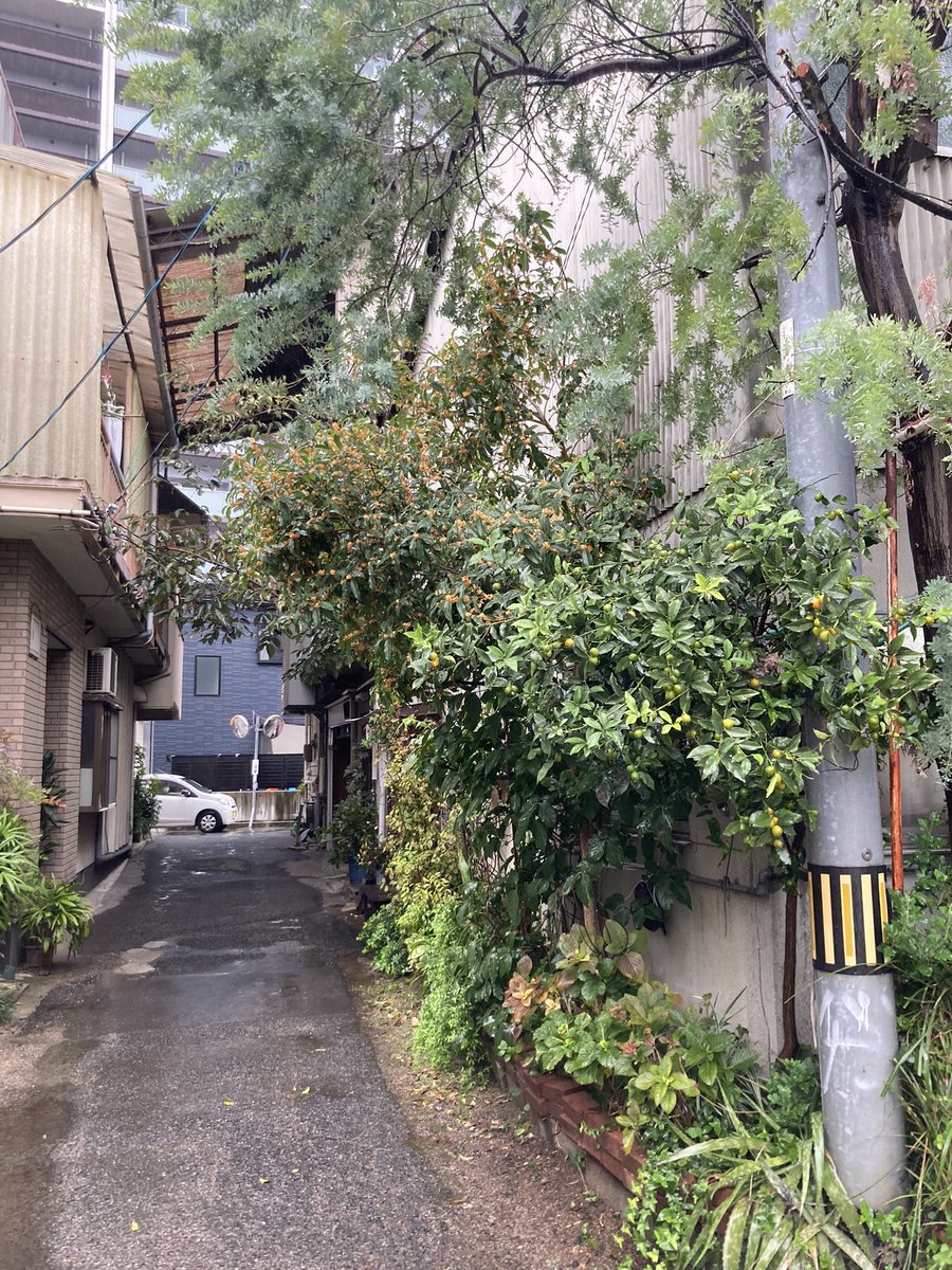 本日もオープンしました
12:10-18:00.

濡れて金木犀、水たまりに音符を溜めて
秋の音色を吸っている

冷たい雨が強めに降っております
今日はもう開き直って
のんびりいきましょう